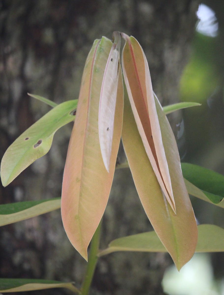 Diospyros blancoi A.DC.